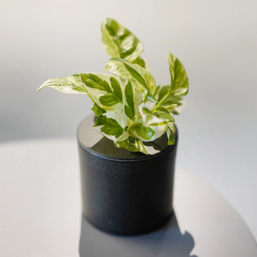 Rebbur（リバー） プランター