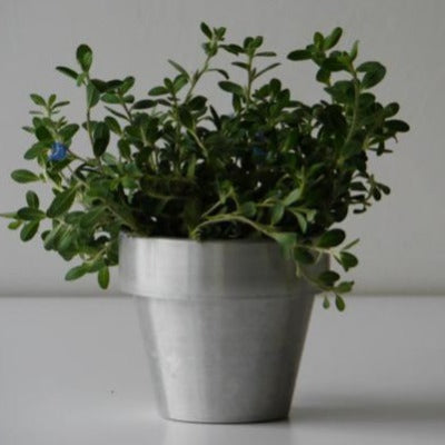 one pots（ワンポッツ）/受け皿のいらない植木鉢 – GOOD DESIGN STORE